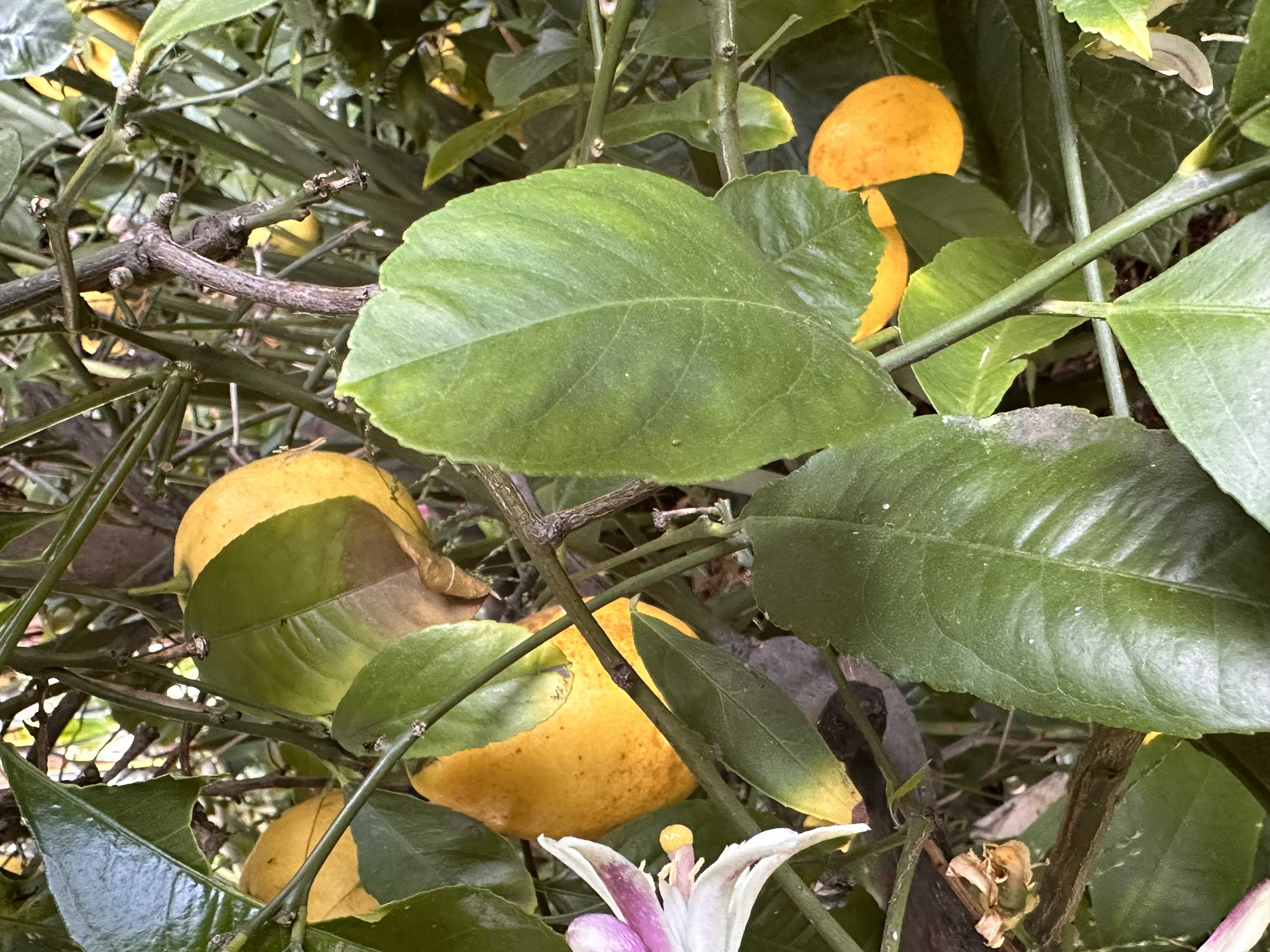 Petals & Peace — Garden Studio