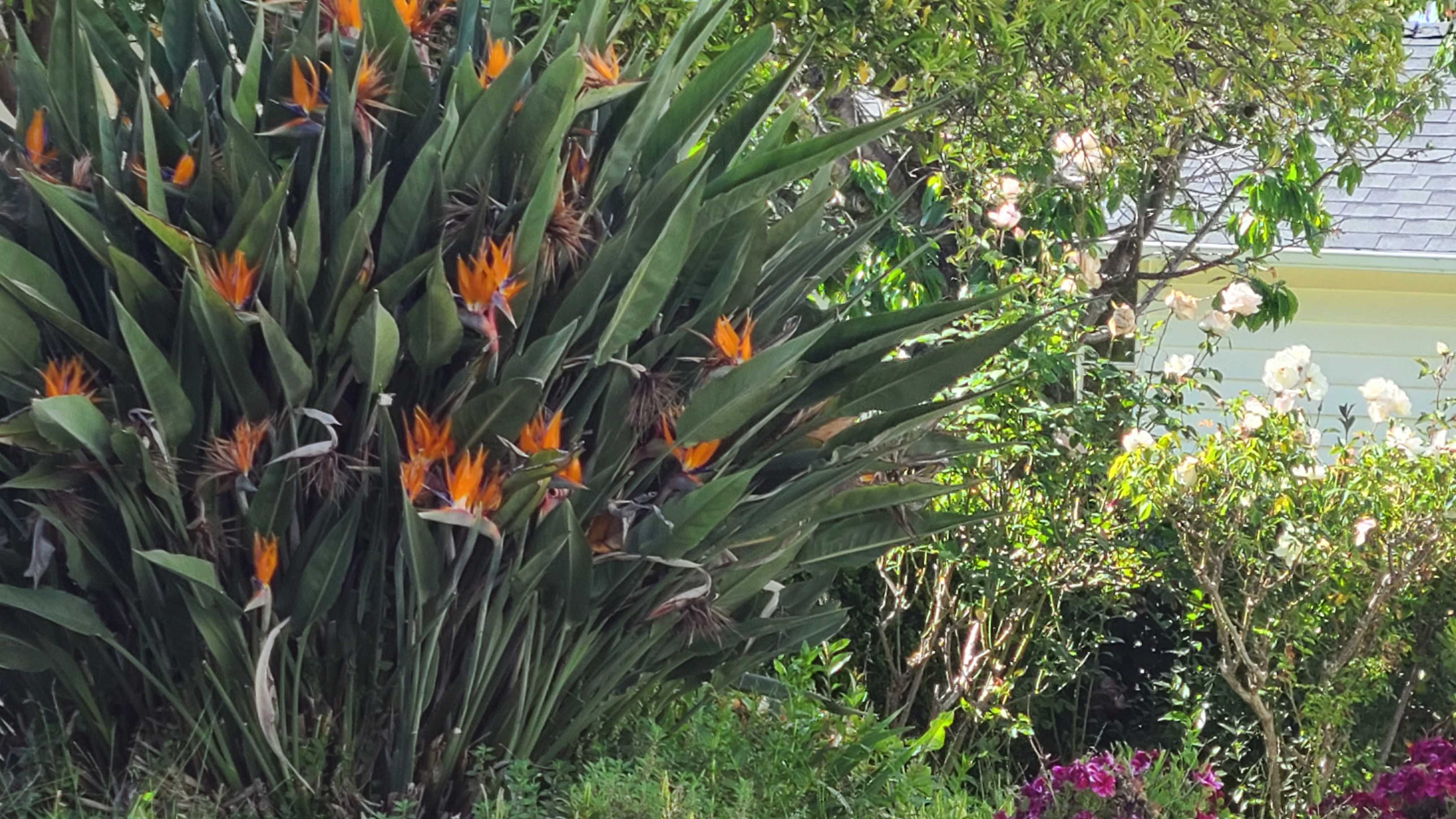 Garden photo 19