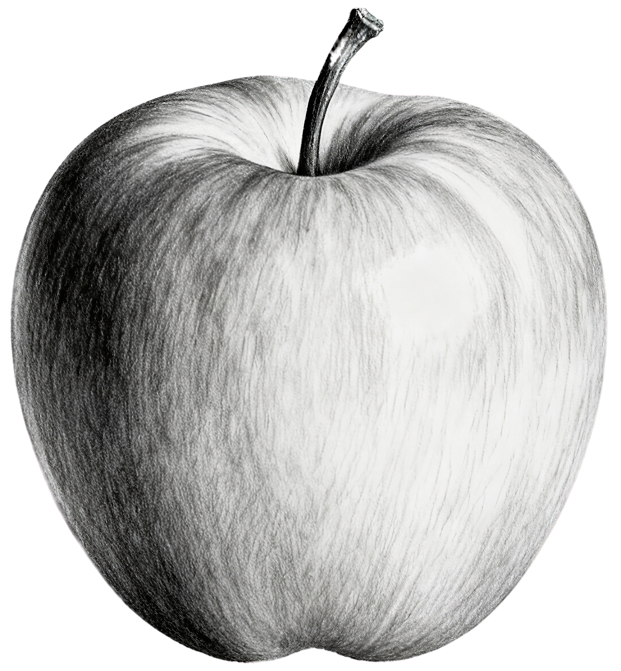 Apple tree sketch