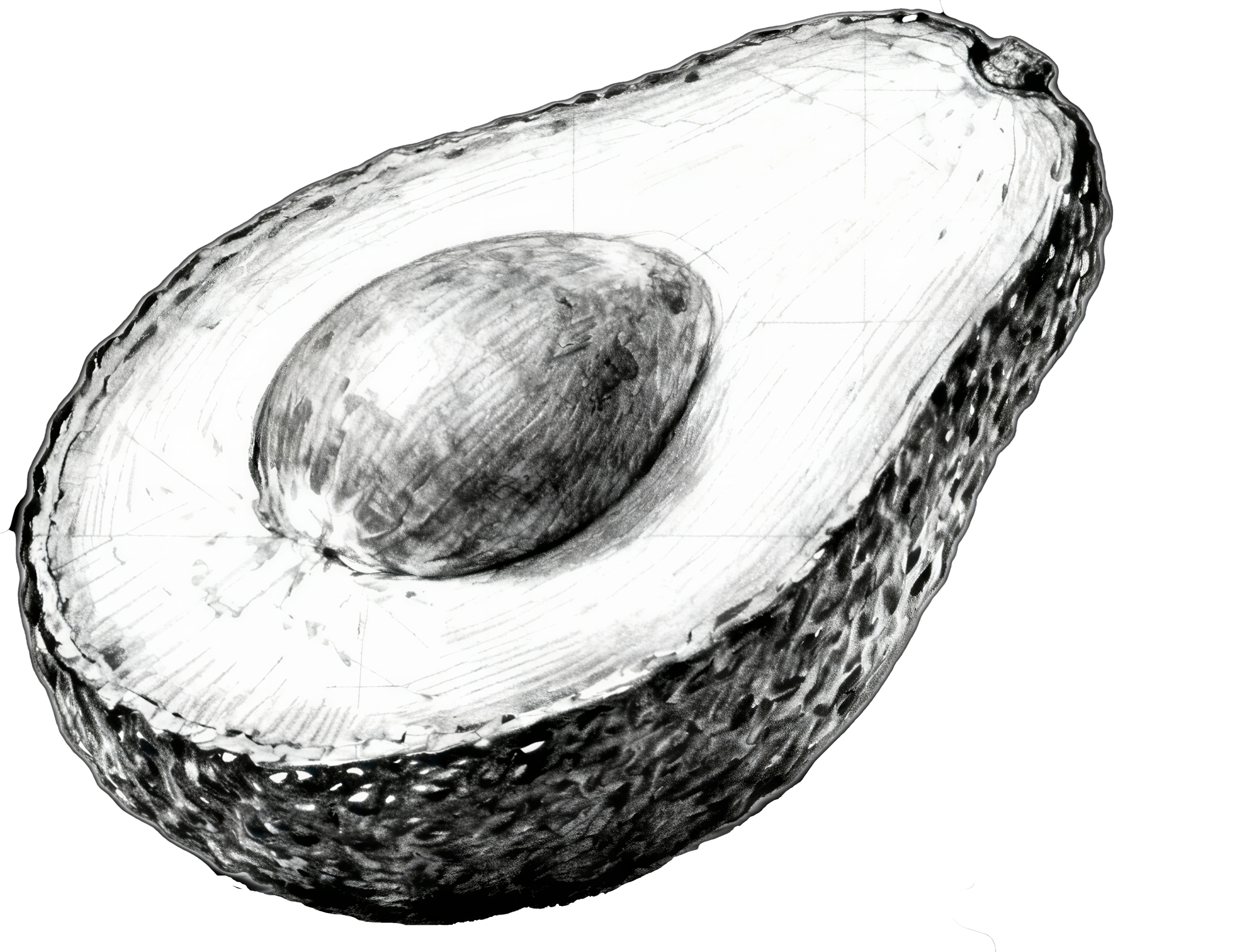 Avocado tree sketch